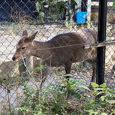 京都市動物園