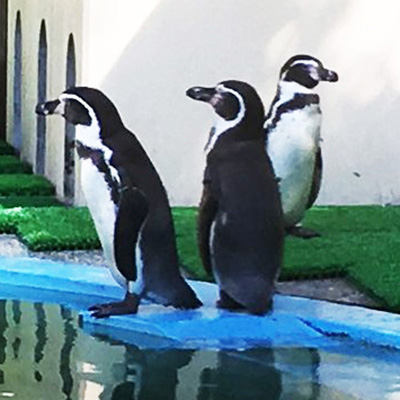 京都市動物園