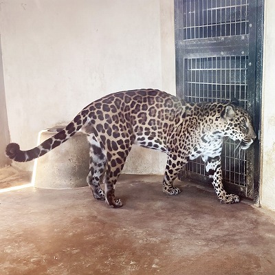 京都市動物園