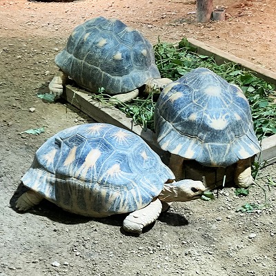 京都市動物園