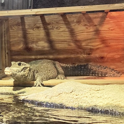 京都市動物園