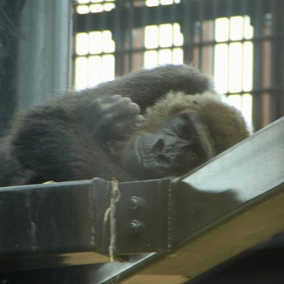 京都市動物園