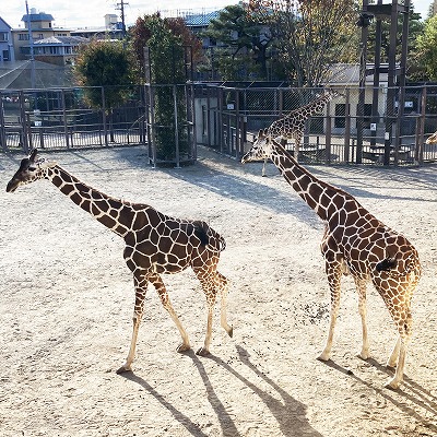 京都市動物園