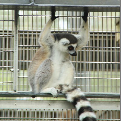 京都市動物園