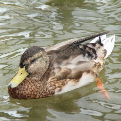 京都市動物園