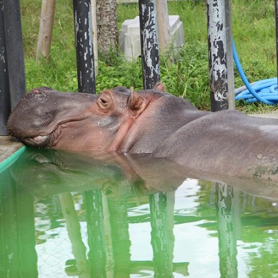 京都市動物園