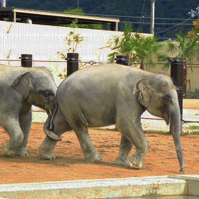 京都市動物園