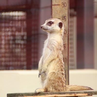 京都市動物園