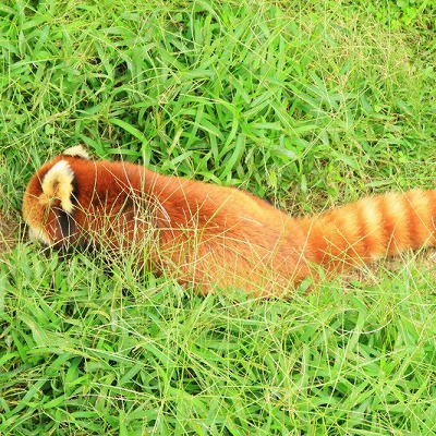 京都市動物園