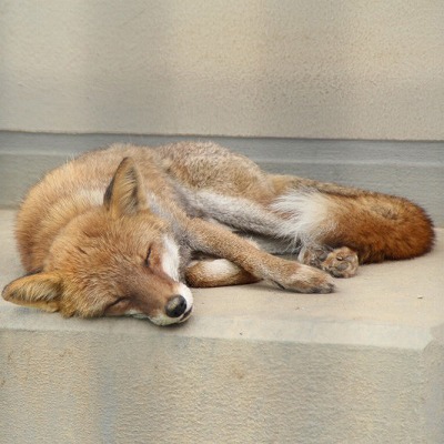 京都市動物園