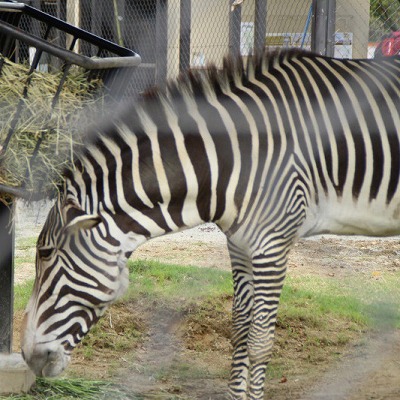 京都市動物園