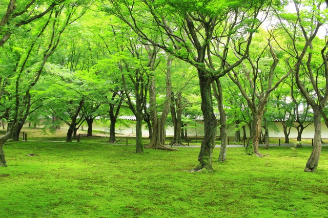 東福寺